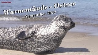 Seehund am Ostseestrand  Sep 2012 Baltic Sea [upl. by Damalis]