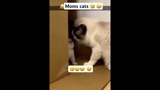 Moms cat with her kitty 🤣 funny cat meaow funny meows youtube catmeows kitten meowmoew yt [upl. by Joiner]