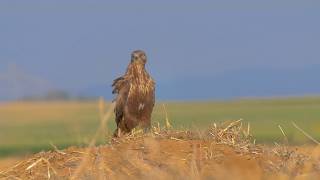 Longlegged buzzard vs Buxtons Jird صقر ذو أرجل طويلة עקב עיטי ומריון חולות लंबे पैर वाले बज़र्ड [upl. by Ymorej]