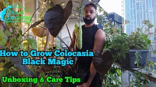 How To Grow Colocasia Black Magic Unboxing and Colocasia Care Tips [upl. by Charlean756]