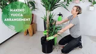 Dividing Yucca Elephantipes amp How To Create A Multiple Stalk Arrangement [upl. by Eycal]