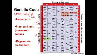 1010 Module10 Translation Audio [upl. by Ahsla393]