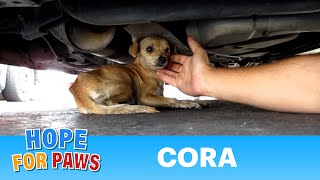 A must see dog rescue Cora Please share and help this video go viral chihuahua [upl. by Eilagam728]