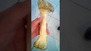 Humerus Of Ox [upl. by Lleroj]