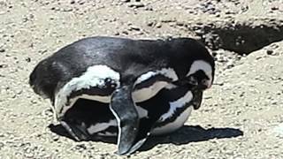 Penguins Mating [upl. by Elora]