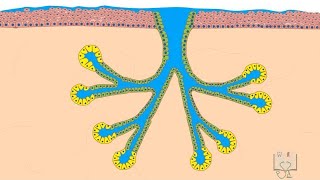 Salivary Glands histology [upl. by Sileas]