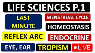 LIFE SCIENCES P1 GRADE 12 2024 ENDOCRINE MENSTRUAL CYCLE EYE EAR ENDOCRINE THUNDEREDUC [upl. by Della674]