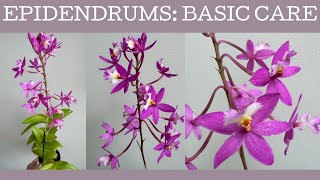 How to grow Epidendrums  Crucifix Orchids Basic care [upl. by Gavrah]