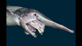 mysterious Deepsea animals 👽😧😩🤫 [upl. by Sankaran]