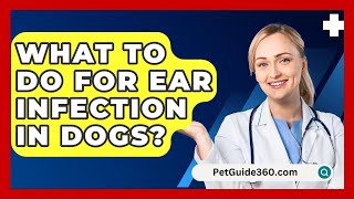 What To Do For Ear Infection In Dogs  PetGuide360com [upl. by Ellerrehc951]