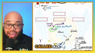 Creating Red Blood Cells The Role of ALA Synthase [upl. by Aciemaj]