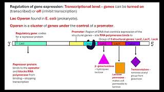 Lac Operon OCR A ALevel Biology 611 Cellular control [upl. by Ahsieni]