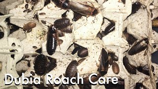 How to Breed Dubia Roaches [upl. by Dominus280]