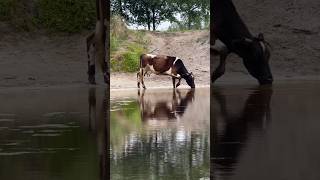 Incredible Cows Braving a Dangerous Waterhole Filled with Anacondas and Crocodiles [upl. by Ahsimit]