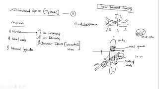 Intercostal space and Typical intercostal nerve  Anatomy  2021 Q  PYP discussion UPSC MEDICO [upl. by Kit]