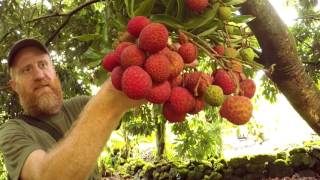 Homestead Harvest Lychee [upl. by Wyatt596]