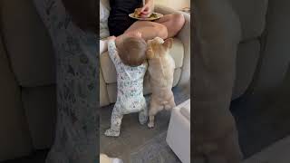 Dog and Baby Beg Mom for Food [upl. by Ventre]