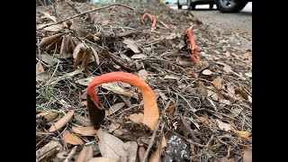 Stinkhorn Mushroom [upl. by Jaynell]