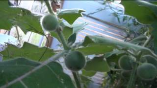 ⟹ Naranjilla  Solanum quitoense  Nectar of the gods [upl. by Phia]