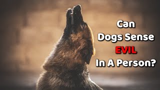 Can Dogs Sense Evil In A Person [upl. by Agueda]