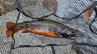 PRETTIEST BROOKE TROUT EVER  Utah creek fishing [upl. by Daegal]