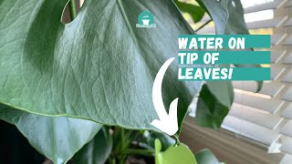 Monstera Leaves Dripping Water  Guttation  Monstera deliciosa  Monstera Plant Care [upl. by Nolyaj649]