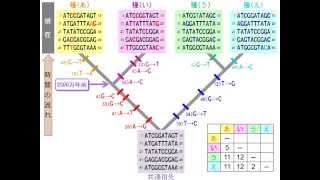 分子進化をヒントに系統樹をつくる（ゆうきのバイオロジー） [upl. by Ykcaj]