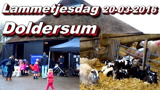 Lammetjesdag Schaapskooi Doldersum 20 03 2016 [upl. by Uok]