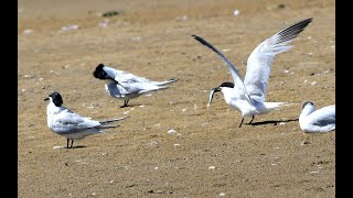 sandwich terns seen on hengistbury head in Dorset shorts birds wildlife whitethroatedkingfisher [upl. by Fillender]