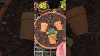 Succulent propagation 🌿succulent succulentpropagation shortsfeed youtube shorts indoorplants [upl. by Ahtimat554]