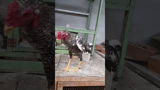 galo vlog ayam galos pets galoindio aseelmurga galocantando rooster galogigante [upl. by Gurolinick]