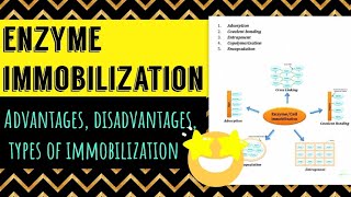 Enzyme Immobilization advantages disadvantages types applications [upl. by Euqnom888]