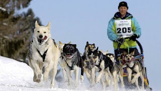 So jagen Schlittenhunde über die WMLoipe in Bernau [upl. by Yttak]