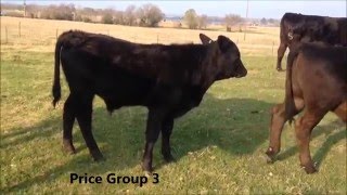 Registered Brangus Bull Calves 411 months [upl. by Haliak995]