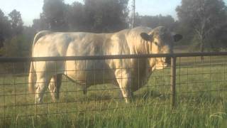 Awesome Texas Bull  British White Herd Sire  J Wests El Presidente [upl. by Hcnarb]