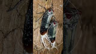 Quick Waxtailed Planthopper Facts  The Cthulhic Tentacle Moth  Animal a Day shorts [upl. by Einra329]