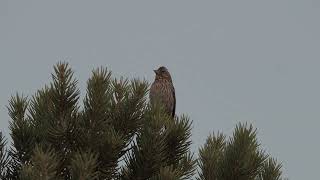 Cassins Finch disjunct song Monitor Range Nye County Nevada  June 2021 [upl. by Hizar982]