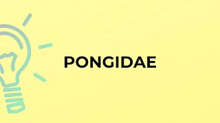 What is the meaning of the word PONGIDAE [upl. by Ssecnirp]