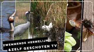 Zwemmende hermelijn fuut met grote vis en kraanvogels  Zelf Geschoten  Vroege Vogels [upl. by Anirav]