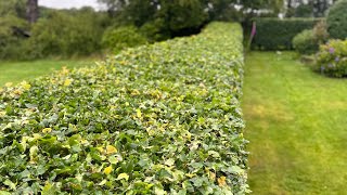 Trimming a Fagus sylvatica hedge gardening hedgecutting stihl henchman [upl. by Suh864]