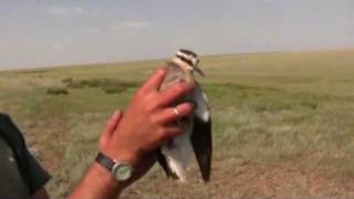 Sociable Lapwing Tracking  RSPB Video [upl. by Ednargel239]