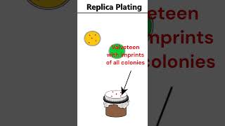 Replica Plating animation microbiology [upl. by Prudie71]