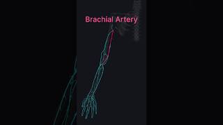 Brachial Artery medshorts mbbs anatomy [upl. by Hctud]