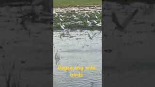 Dagsa Ang wild birds [upl. by Claudetta]