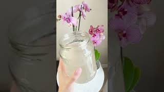 Fertilizer for free Orchid will release new flowers [upl. by Aika]