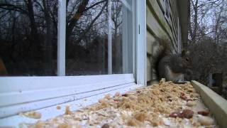 Squirrel Eating NoBake Oatmeal Cookies [upl. by Luigino]