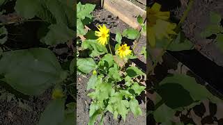 My wifes row of sunflowers I planted her is blooming shes going to be excited [upl. by Phia]