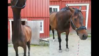 headshaking relief with Equine Breathing [upl. by Accem]