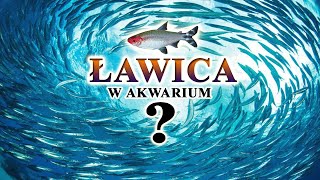 ŁAWICA w Akwarium 🐟 RYBY ławicowe i ich MAGIA✨ [upl. by Rosemari517]