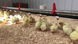 How day old chicks know how to find water [upl. by Einner]